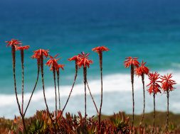 Aloe_July_2009-1