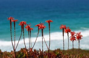 Aloe_July_2009-1