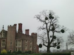 Mistletoe_at_Hampton_Court_Palace