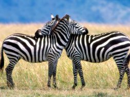 loving-zebra