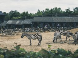 africa-animals-zoo-zebras