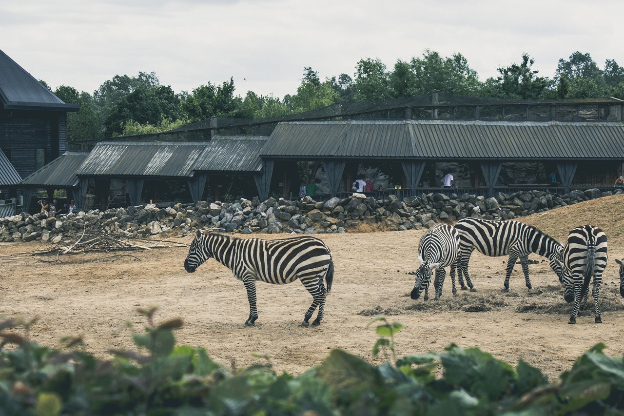 Destinacionet kryesore Safari në Afrikë