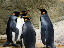 2017-04-24 14_46_29-king-penguin-penguins-group-of-penguins-bird-53970.jpeg ‎- Photos