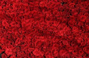 rose-roses-flowers-red-54320