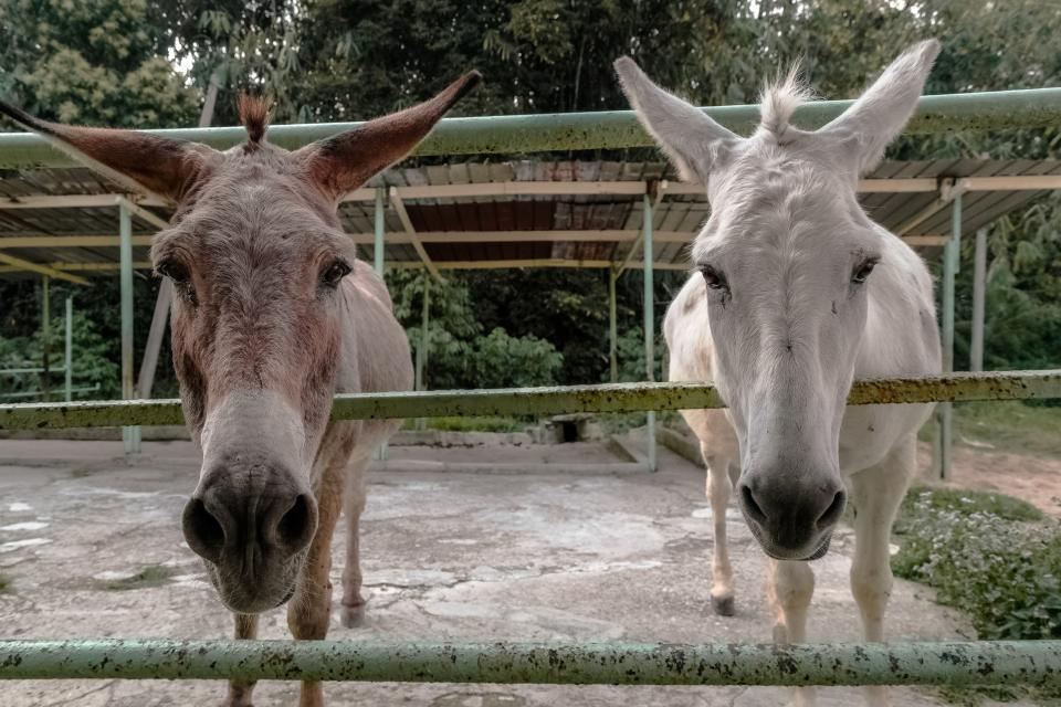 Pasi i “doli boja” në “Daily Mail”, merren masa urgjente ndaj “Kopshtit zoologjik të Ferrit” në Fier