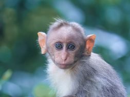 animal-animal-photography-ape-1670413