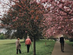 people-walking-near-trees-2253911