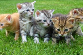 kitten-cat-rush-lucky-cat-45170