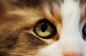 pexels-kelly-2898209