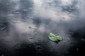 A high angle closeup shot of an isolated green leaf in a puddle on a rainy day