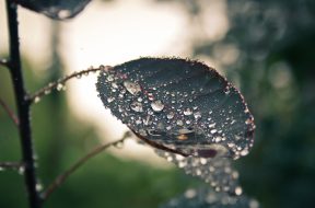 pexels-pixabay-268925