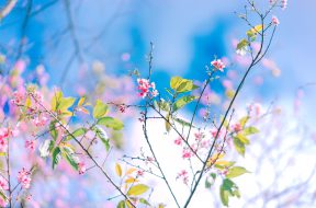 pexels-trung-nguyen-1767428