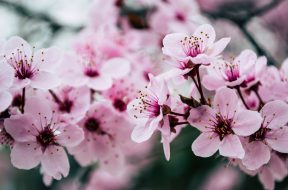 pexels-brett-sayles-992734 (1)