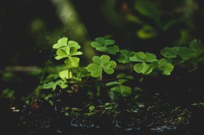 pexels-sudipta-1441460