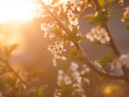 pexels-abedesigner-72473