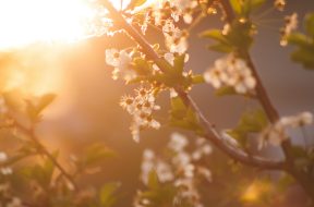 pexels-abedesigner-72473