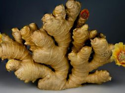 ginger (1)