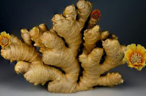 ginger (1)