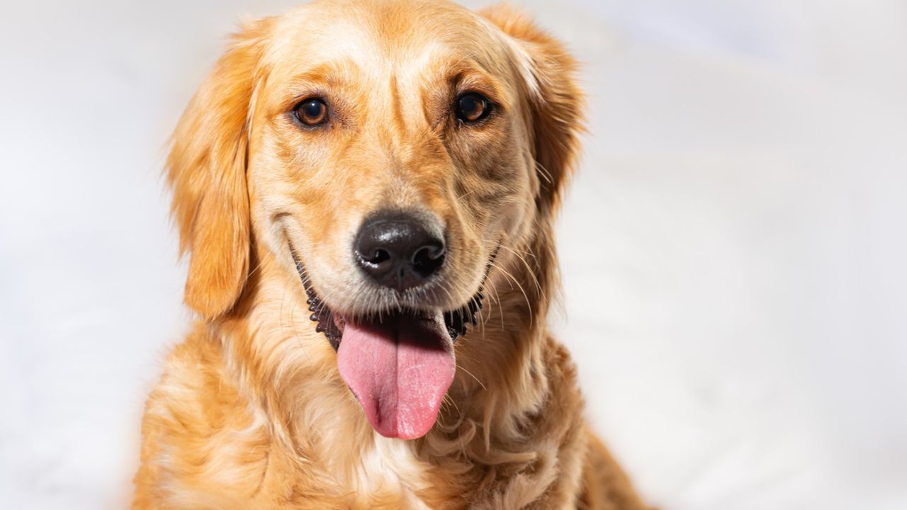 Muzika që i mban kafshët të qeta